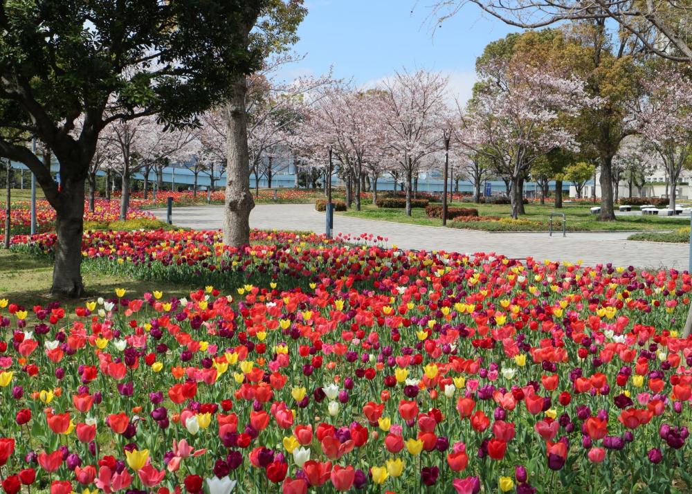 まちあるきイベントツアー「有明－青海　春の花いっぱい散歩」