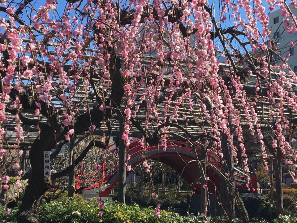 梅（亀戸天神社） 【江東 花めぐり】春を楽しむ