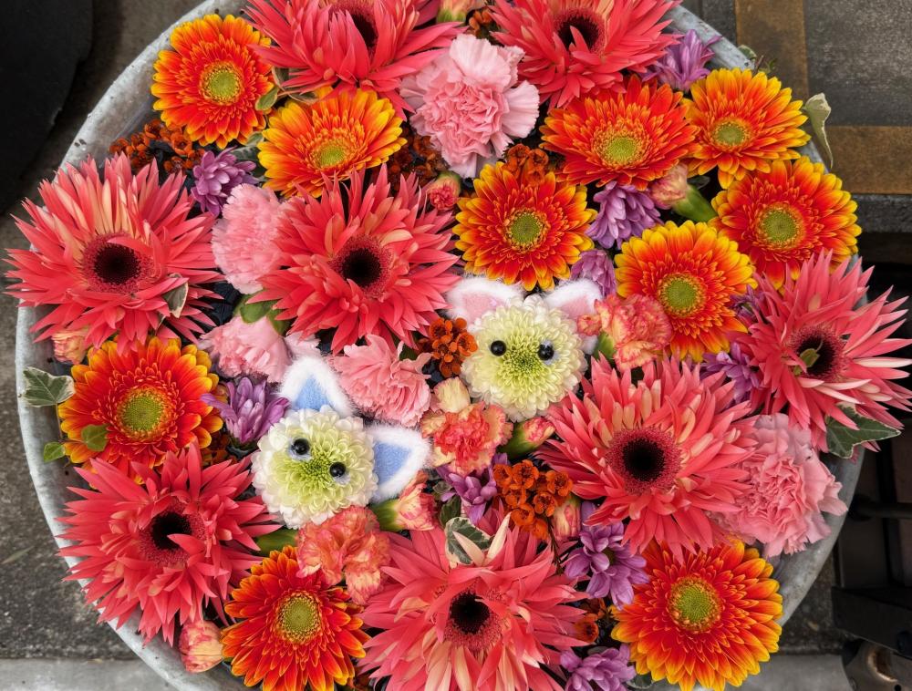 キャッツピアノ英語教室 深川花手水