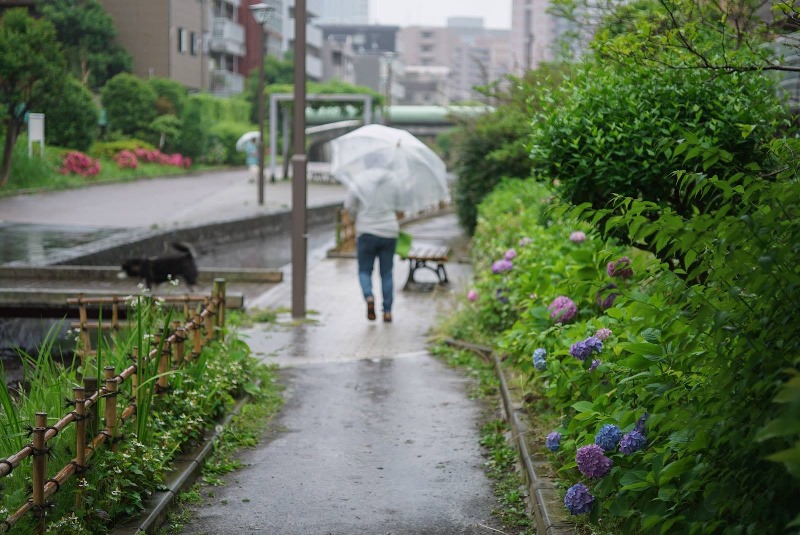 古石場川親水公園 6月といえばアジサイの季節です