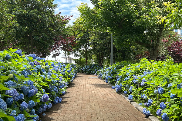 アジサイ　シンボルプロムナード公園