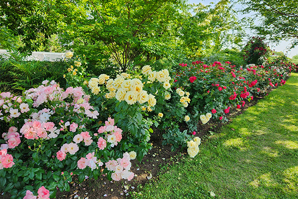 バラ　シンボルプロムナード公園「情熱のローズガーデン」