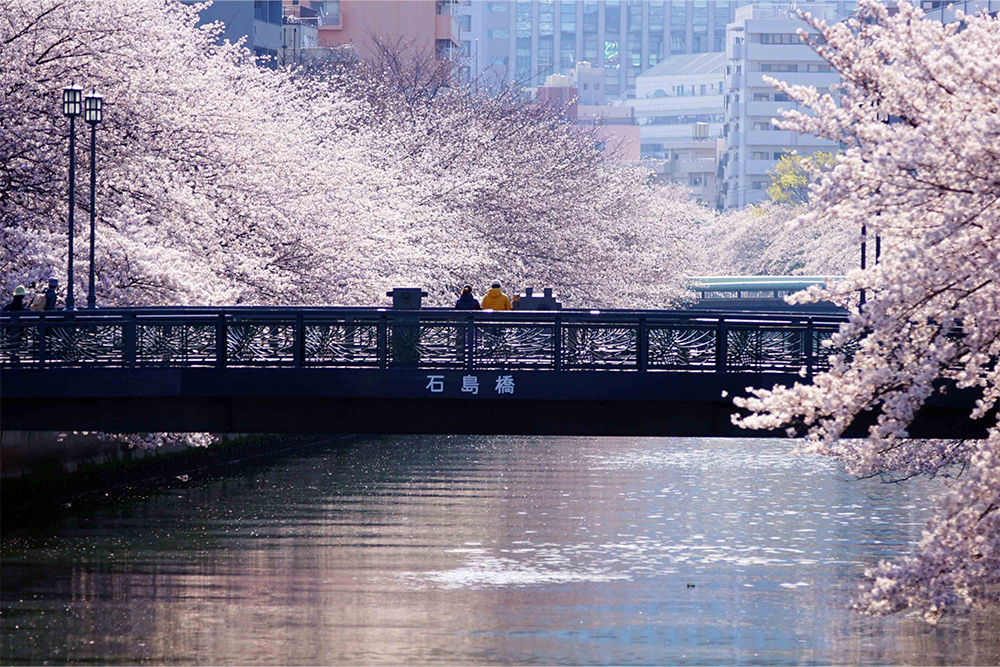 石島橋の桜