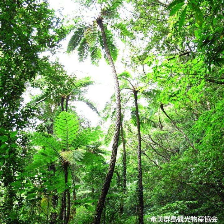夢の島熱帯植物館　8月開催イベント