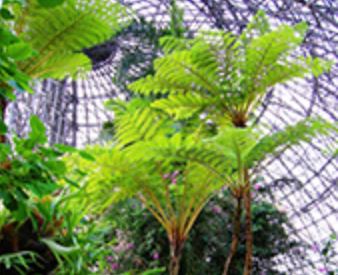 夢の島熱帯植物館<br>2月開催イベント