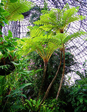 夢の島熱帯植物館11月開催イベント