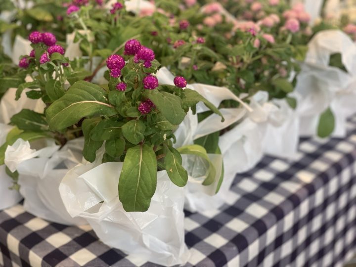 【終了】夢の島熱帯植物館　9月開催イベント