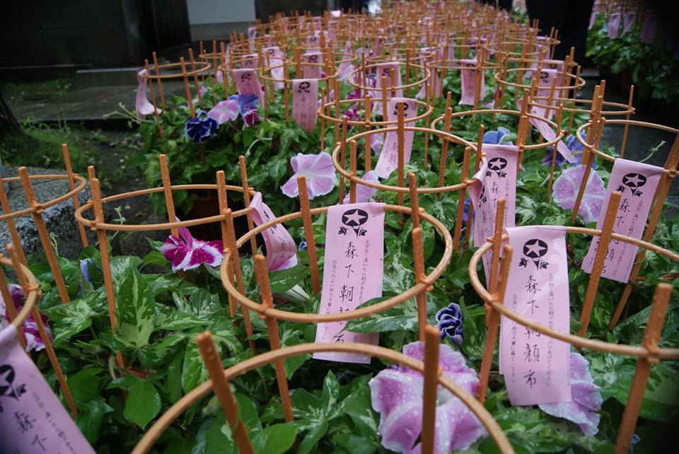 第28回森下朝顔市