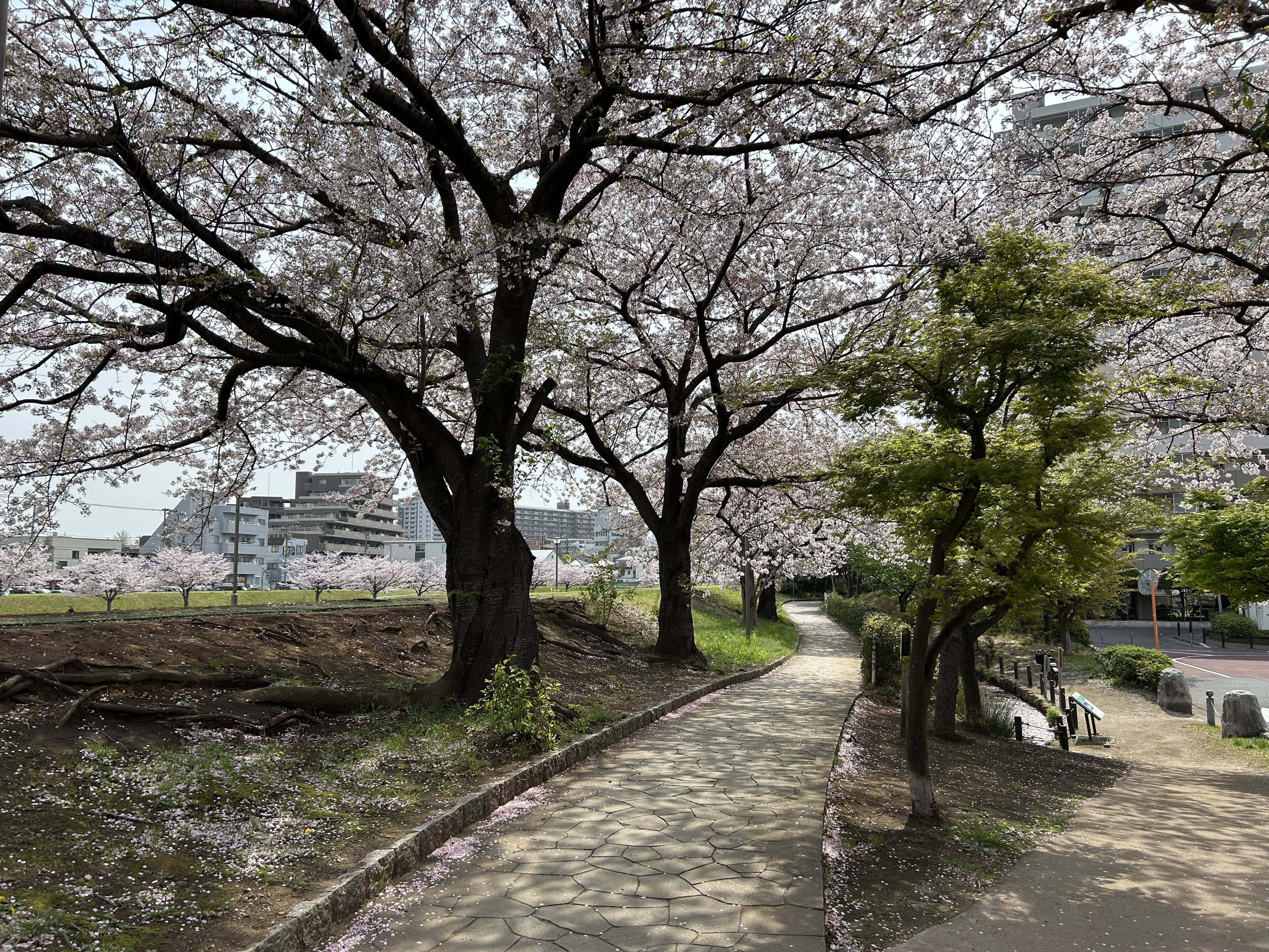 亀戸九丁目緑道公園 画像2