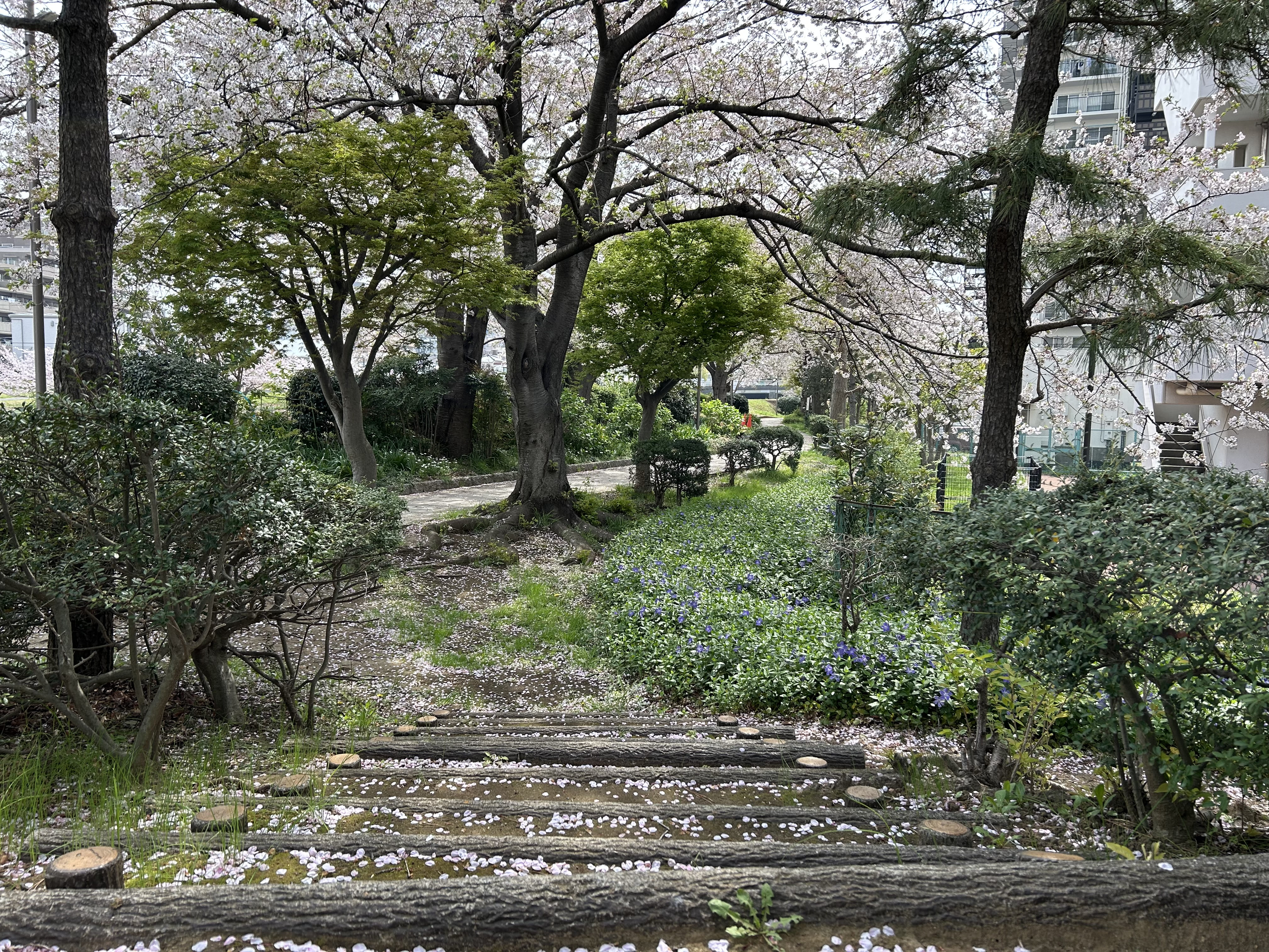 亀戸九丁目緑道公園 画像4