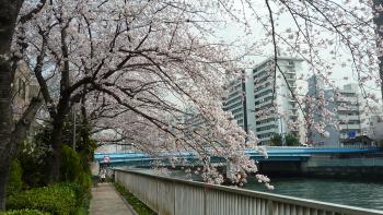 小名木川(高橋)桜