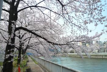 小名木川(新小名木川水門)桜