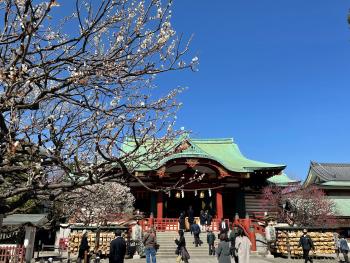 亀戸天神梅まつり