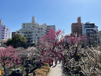 亀戸天神梅まつり