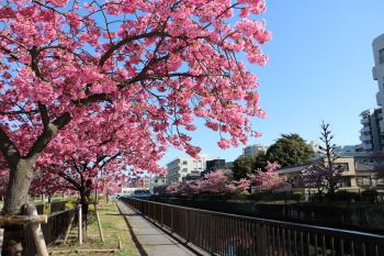 大横川　河津桜