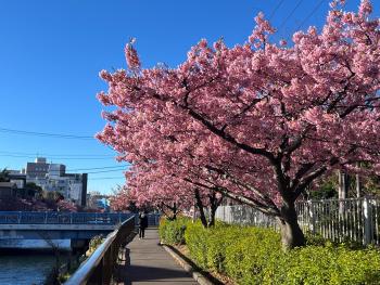 大横川　河津桜