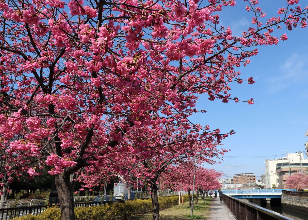 カワヅザクラ（大横川「水辺の散歩道」） 【江東 花めぐり】春を楽しむ