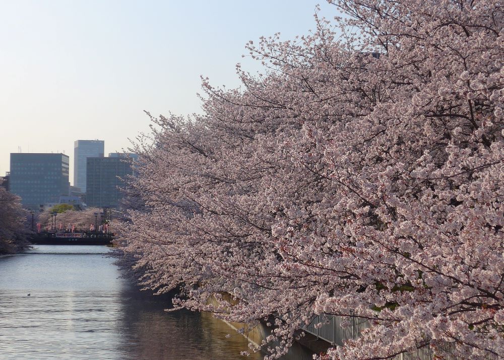大横川護岸(黒船橋周辺) 【江東 花めぐり】こうとうの桜