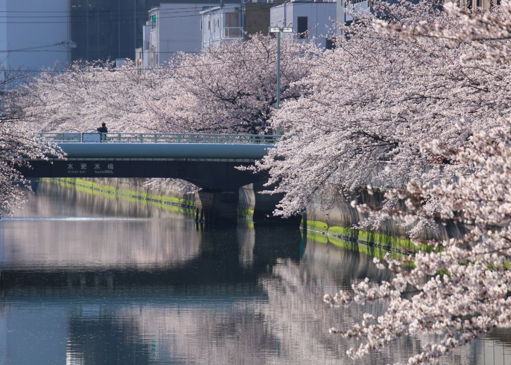 仙台堀川護岸(木更木橋周辺) 【江東 花めぐり】こうとうの桜