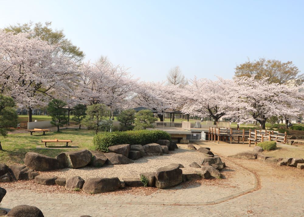 亀戸中央公園 【江東 花めぐり】こうとうの桜