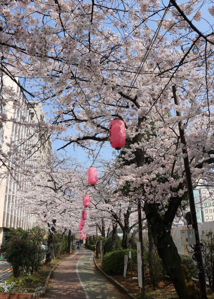 亀戸緑道公園 【江東 花めぐり】こうとうの桜