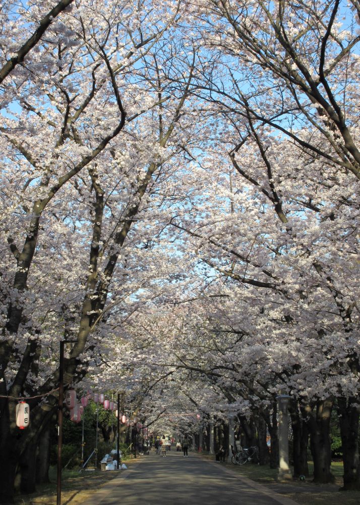 辰巳の森緑道公園 【江東 花めぐり】こうとうの桜