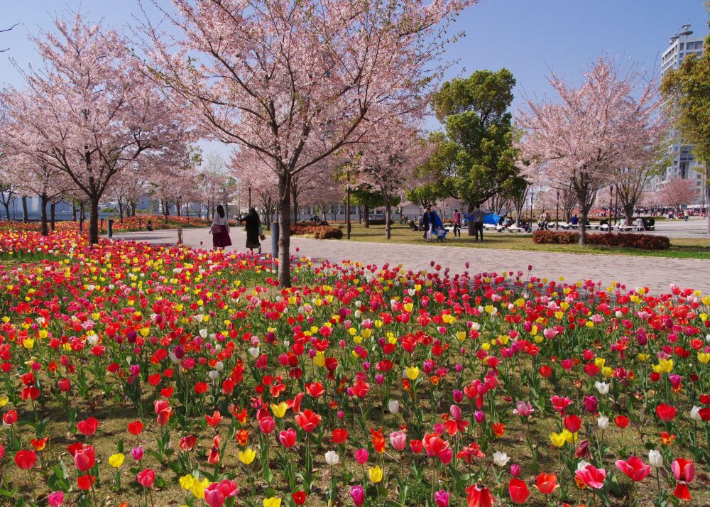 シンボルプロムナード公園 【江東 花めぐり】こうとうの桜