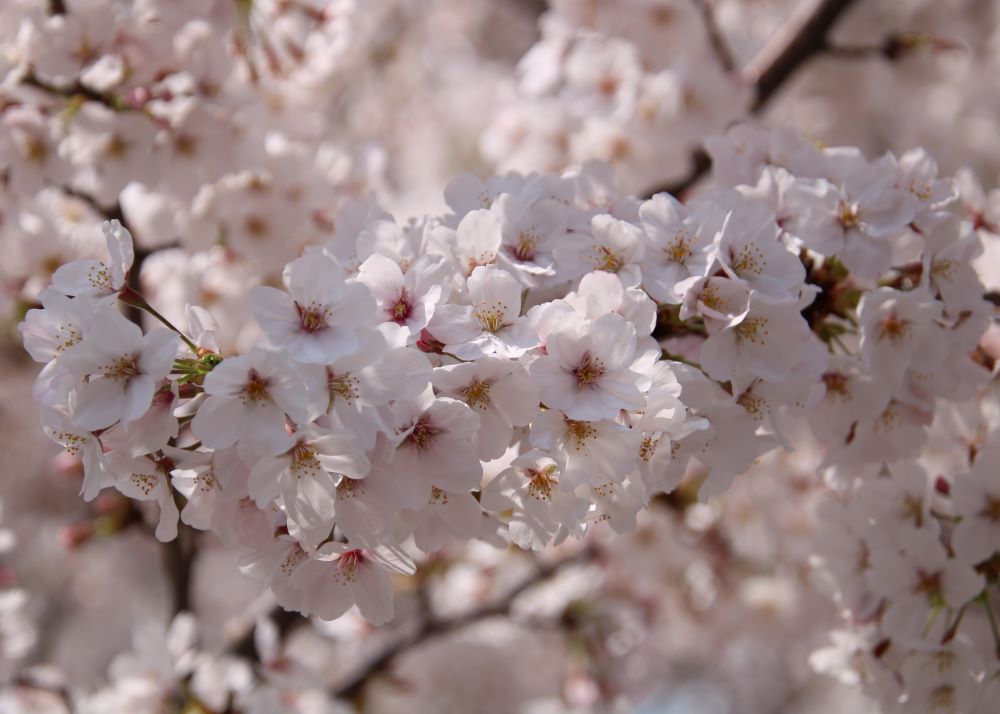 【江東 花めぐり】こうとうの桜