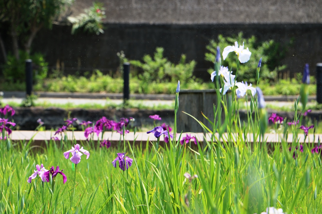  花菖蒲が紫、白、ピンクなど可憐な花を咲かせています。【横十間川親水公園】